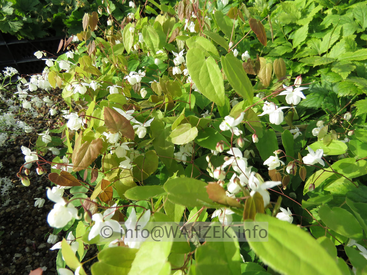 Epimedium youngianum Niveum 01.JPG